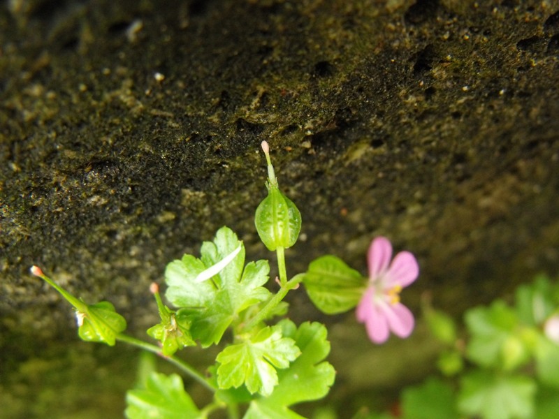 Geranium lucidum / Geranio lucido